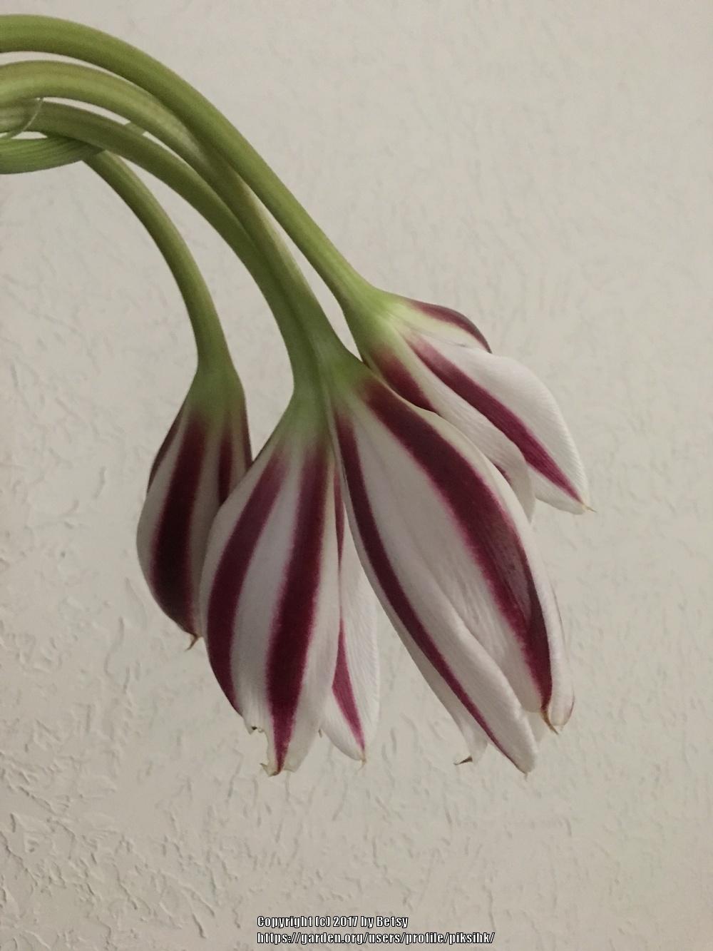 Photo of Crinum Lily (Crinum 'Stars and Stripes') uploaded by piksihk