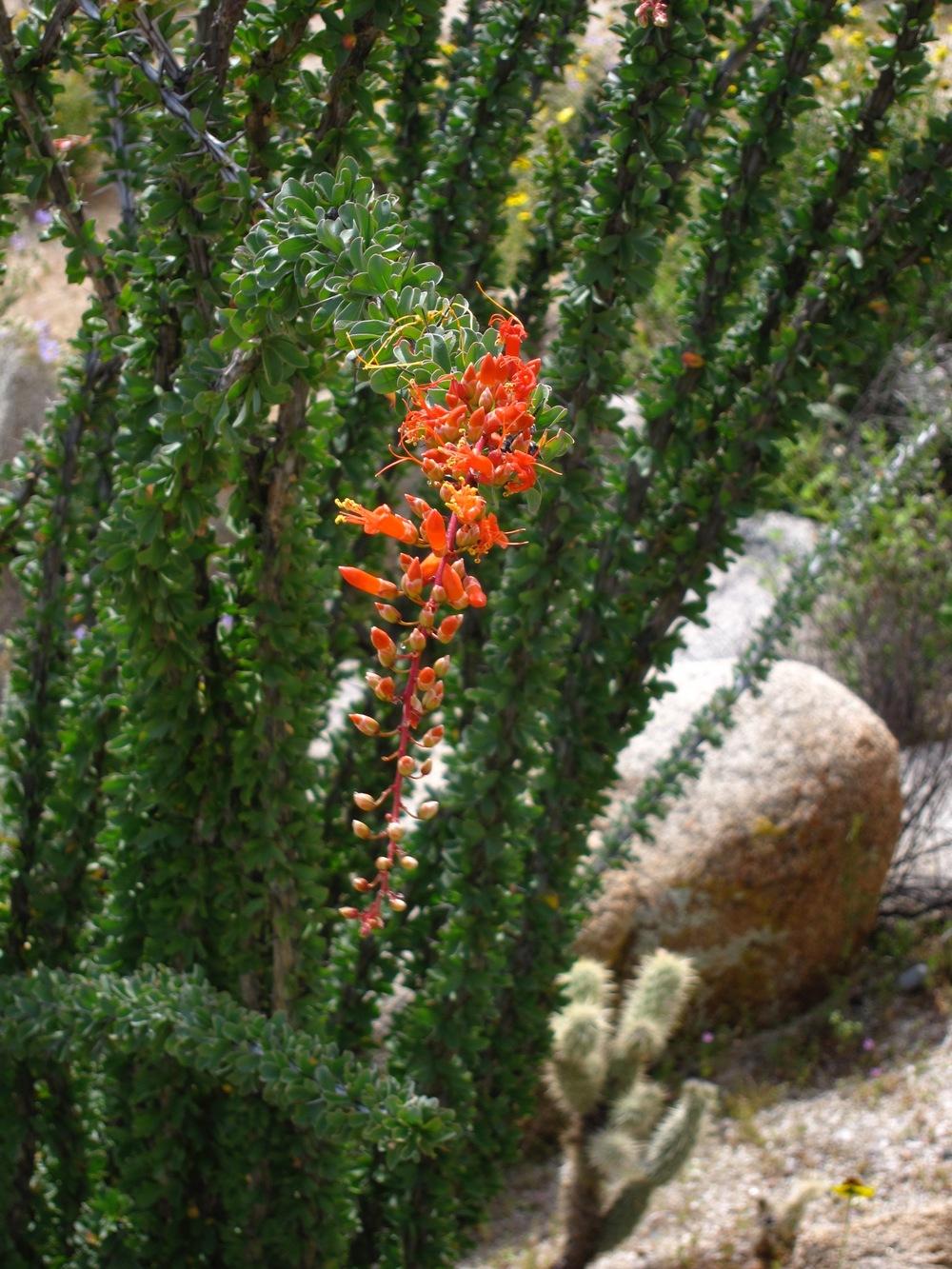 Photo of Ocotillo (Fouquieria splendens) uploaded by Baja_Costero