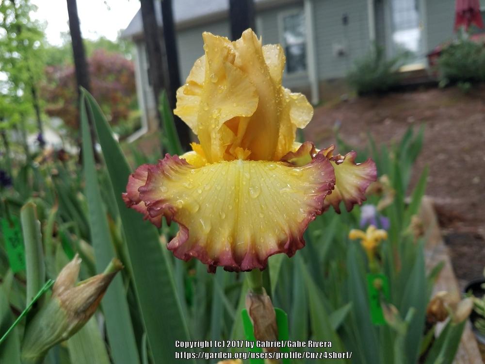 Photo of Tall Bearded Iris (Iris 'Rim of Fire') uploaded by Cuzz4short