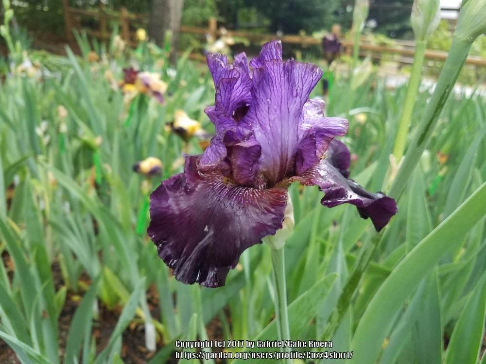 Photo of Tall Bearded Iris (Iris 'One of a Kind') uploaded by Cuzz4short
