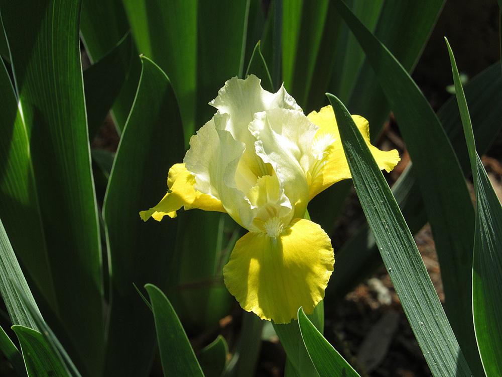 Photo of Standard Dwarf Bearded Iris (Iris 'Vavoom') uploaded by Lestv