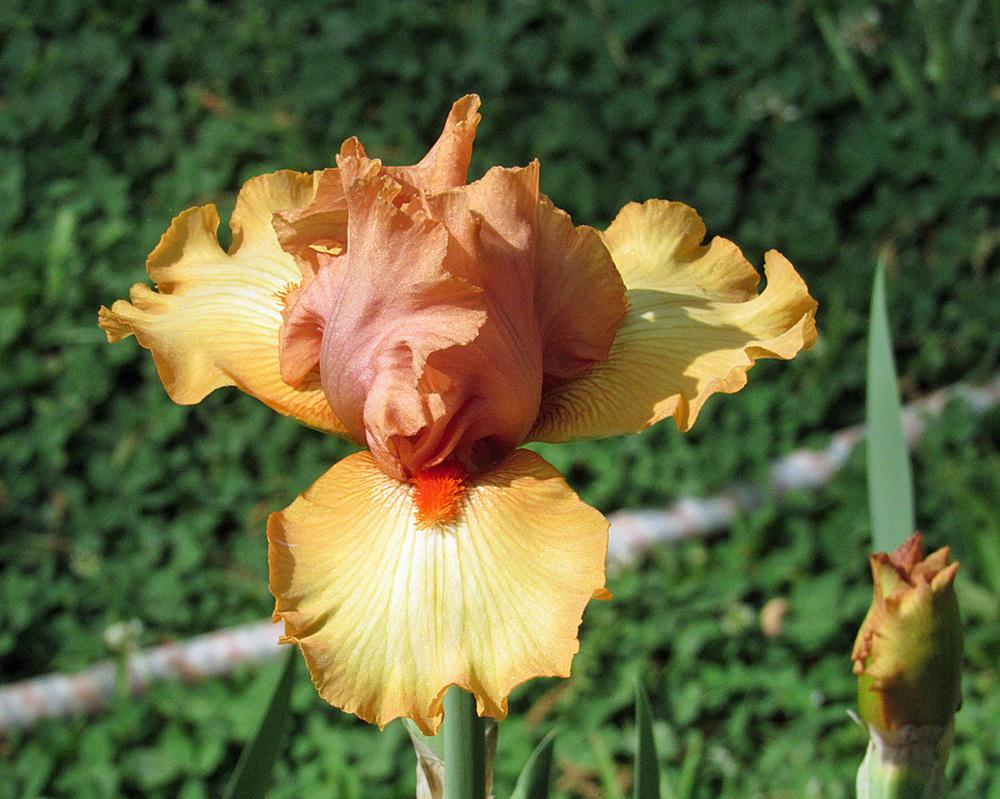 Photo of Border Bearded Iris (Iris 'Art Festival') uploaded by Lestv