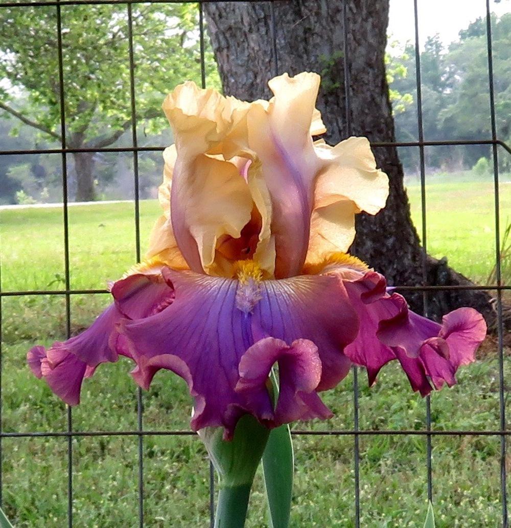 Photo of Tall Bearded Iris (Iris 'Trillion') uploaded by QHBarbie