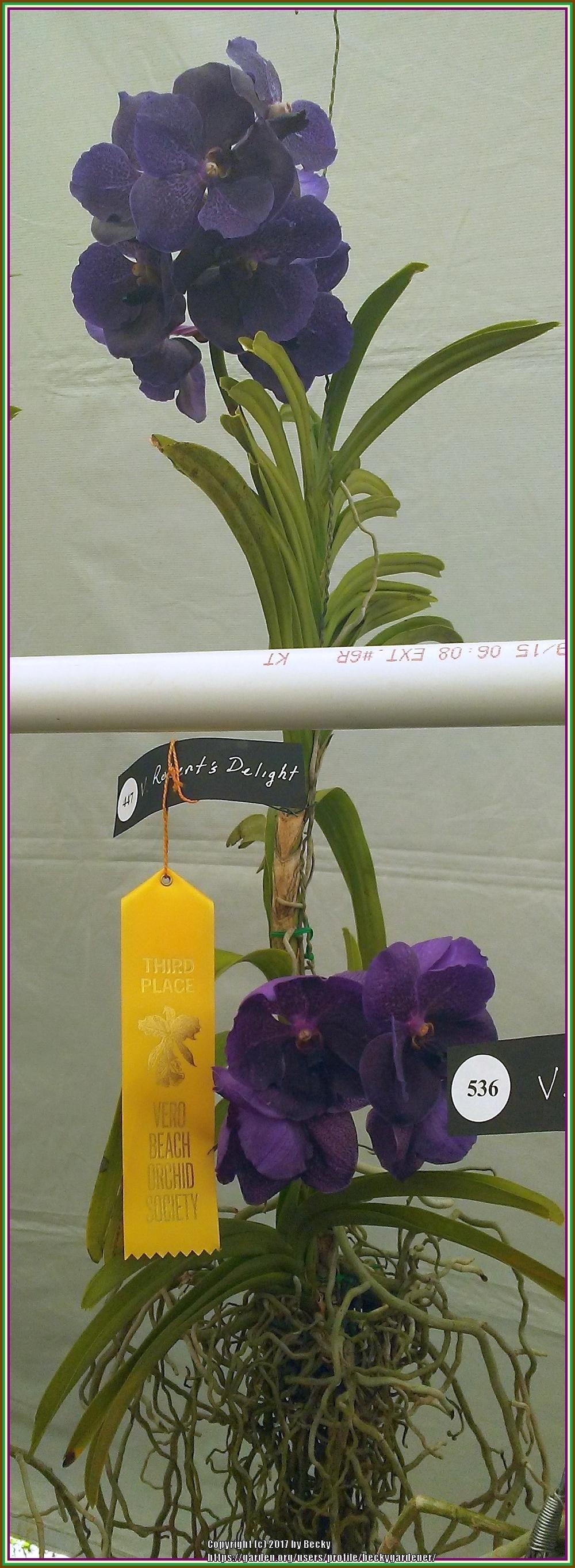 Photo of Orchid (Vanda Robert's Delight) uploaded by beckygardener