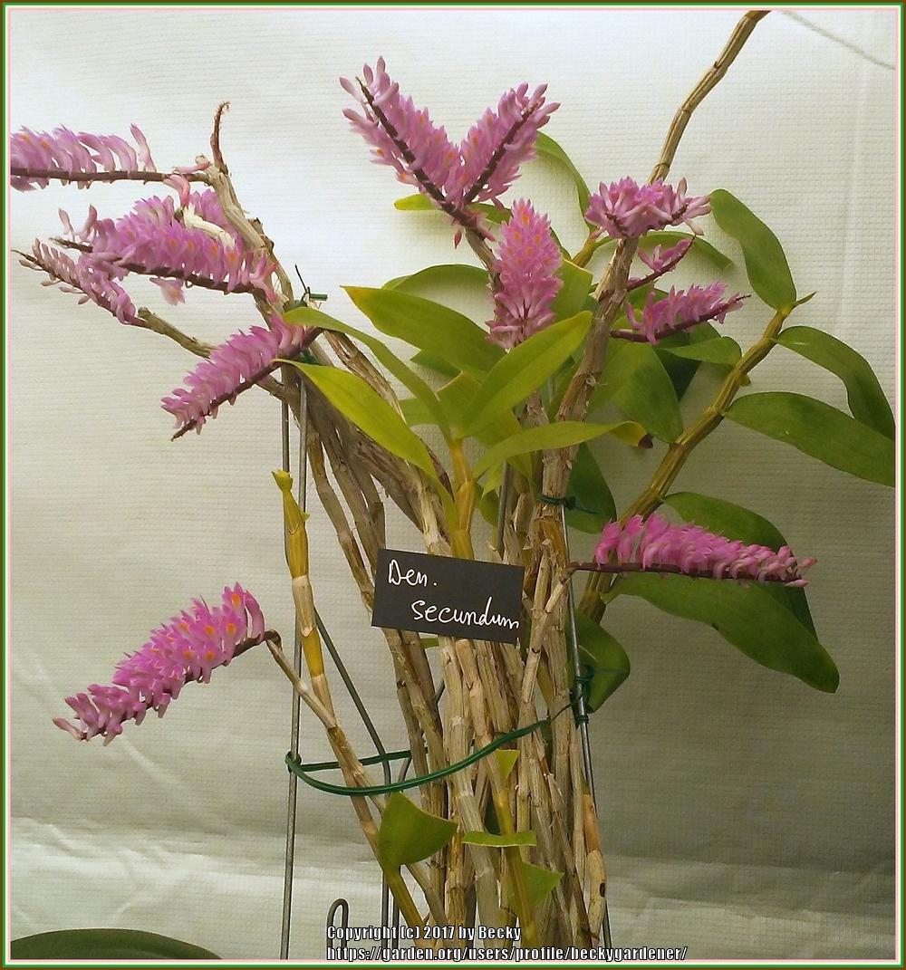 Photo of Orchid (Dendrobium secundum) uploaded by beckygardener