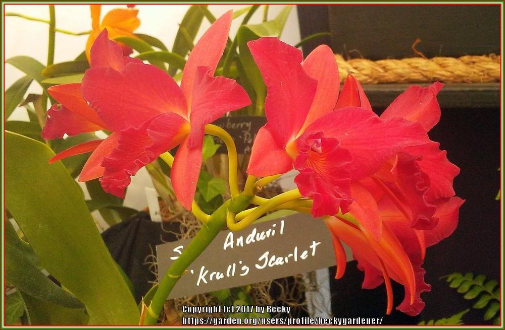 Photo of Orchid (Cattlianthe Anduril 'Krull's Scarlet') uploaded by beckygardener