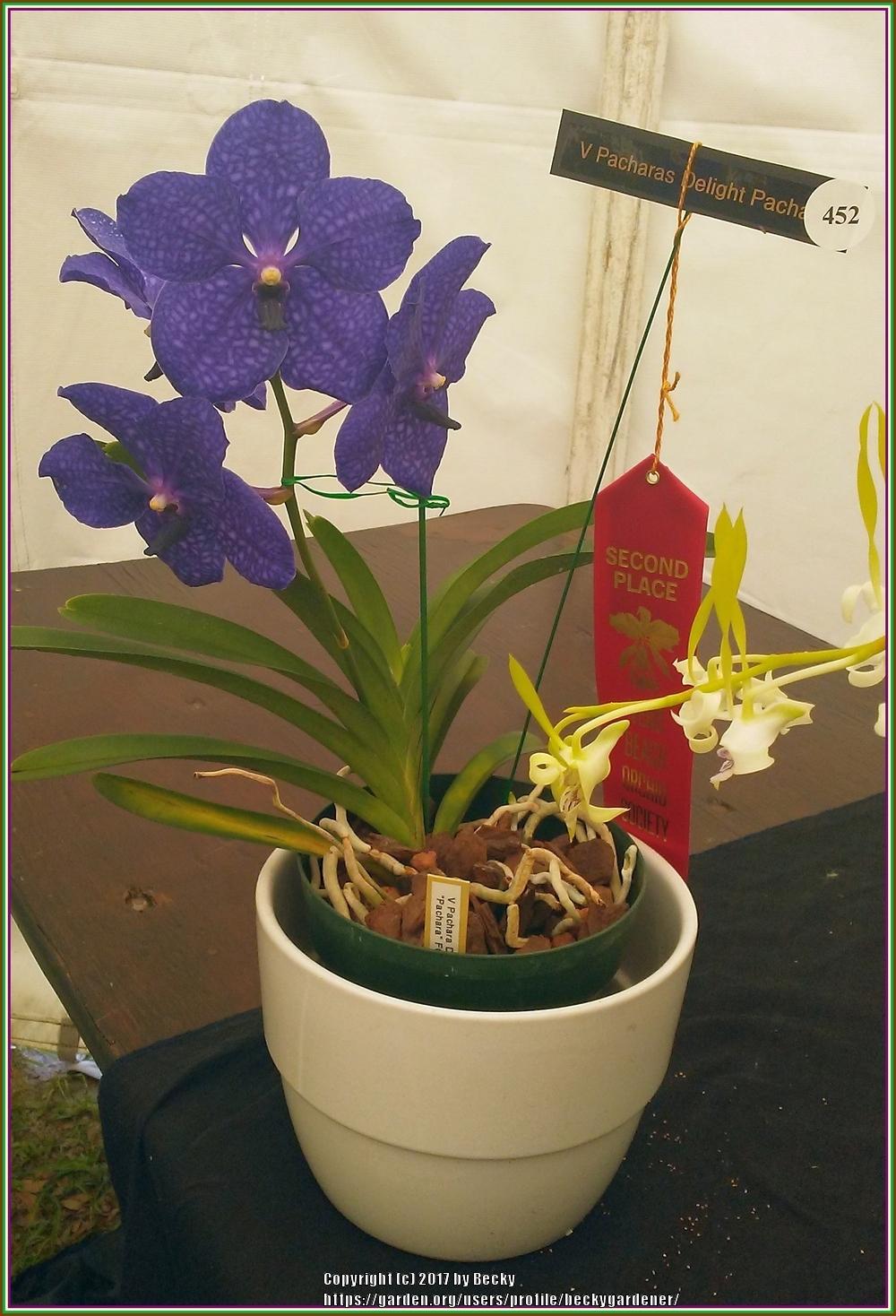 Photo of Orchid (Vanda Pachara Delight 'Pachara') uploaded by beckygardener