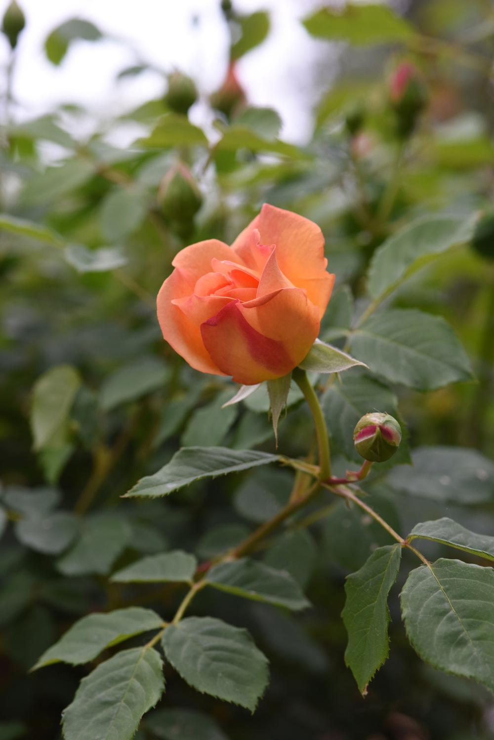 Photo of English Shrub Rose (Rosa 'Lady of Shalott') uploaded by cliftoncat