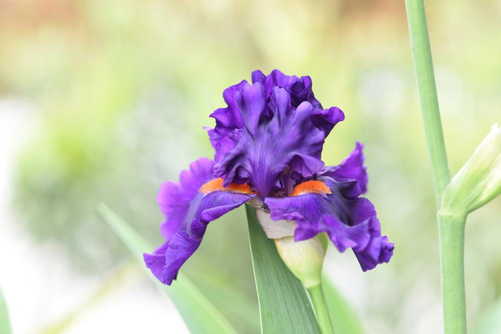 Photo of Tall Bearded Iris (Iris 'Fanchette') uploaded by cliftoncat