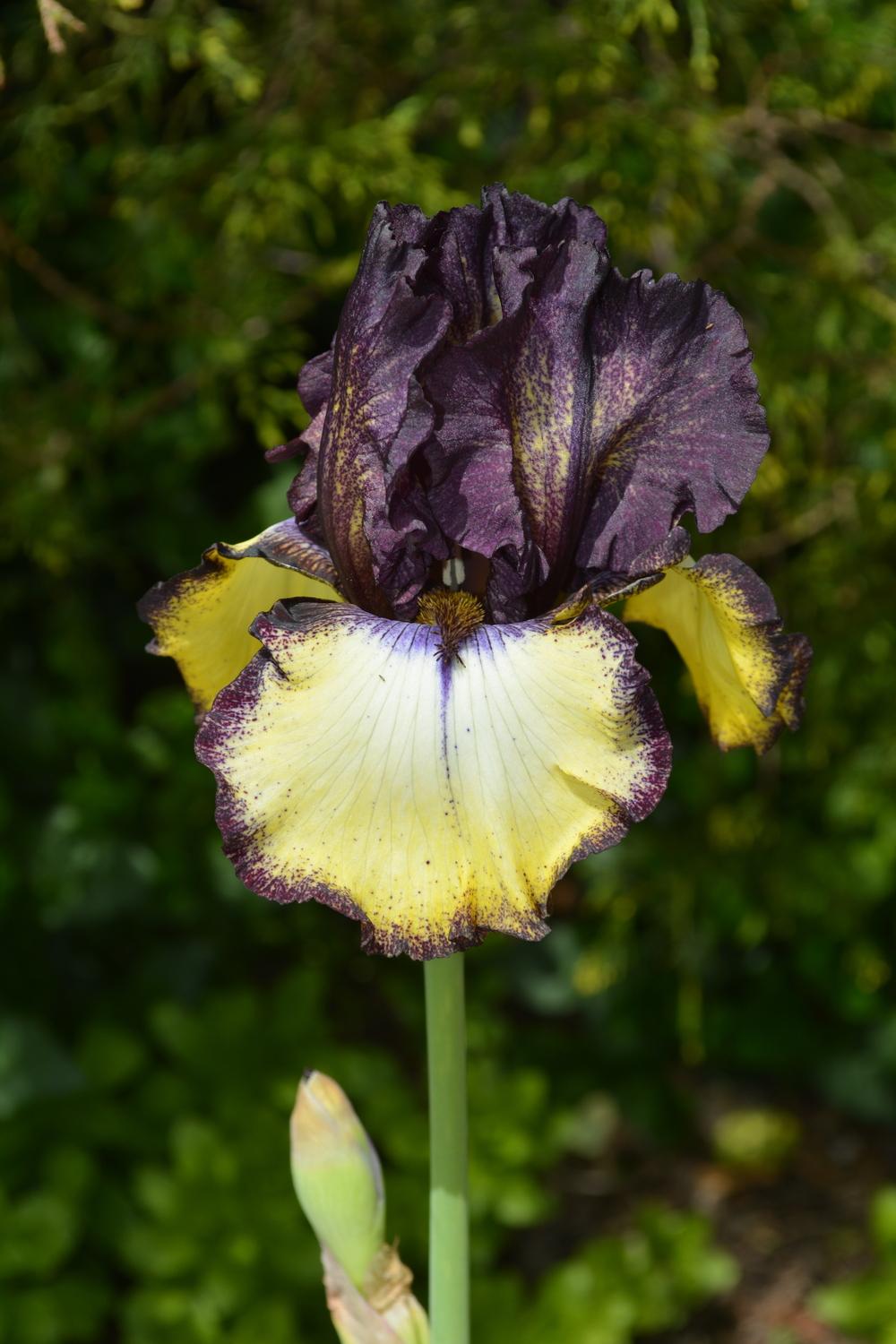 Photo of Tall Bearded Iris (Iris 'Remember the Vee') uploaded by iciris