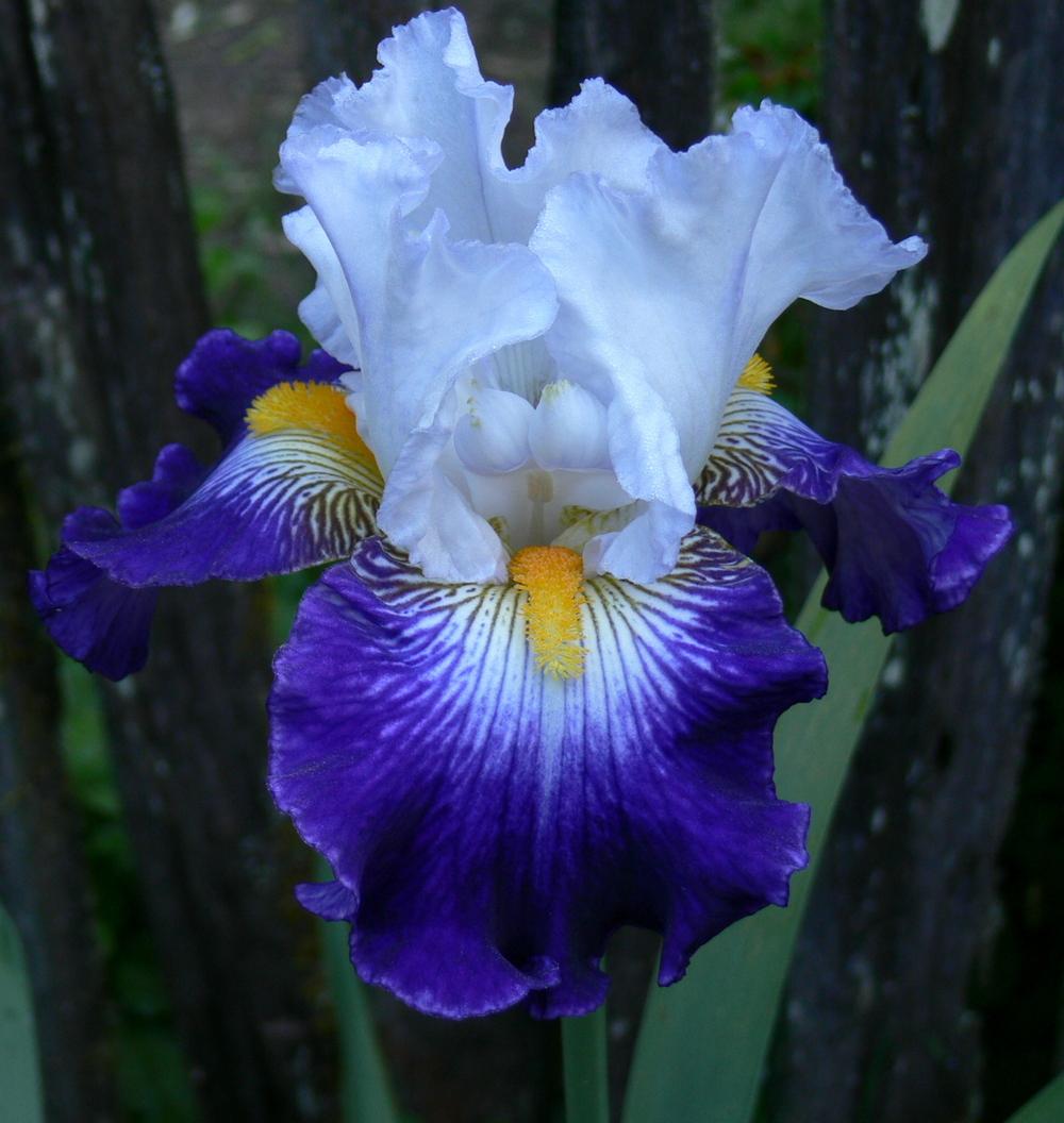 Photo of Tall Bearded Iris (Iris 'Flash of Light') uploaded by janwax