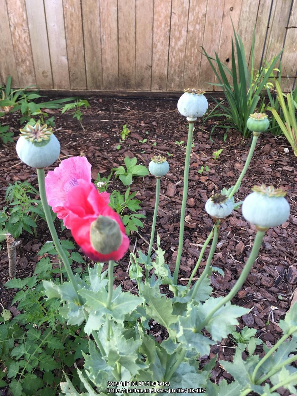 Photo of Opium Poppy (Papaver somniferum) uploaded by piksihk