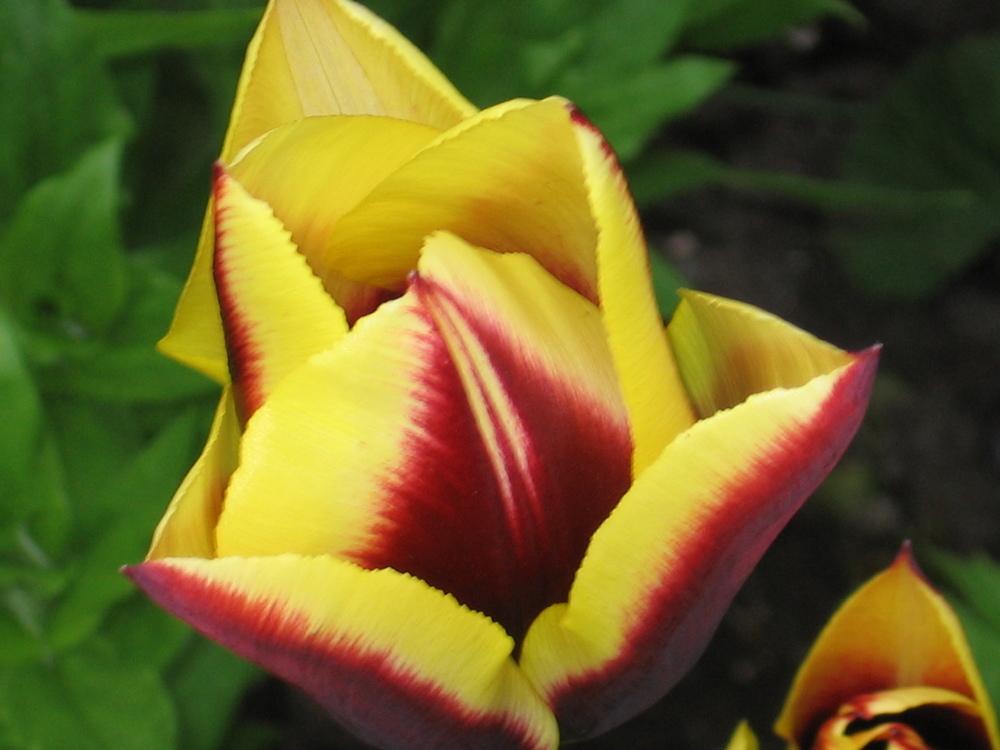 Photo of Triumph Tulip (Tulipa 'Gavota') uploaded by pjnew
