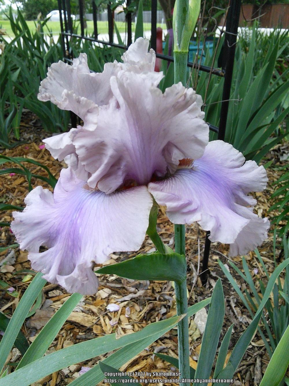 Photo of Tall Bearded Iris (Iris 'Stop Flirting') uploaded by Altheabyanothername