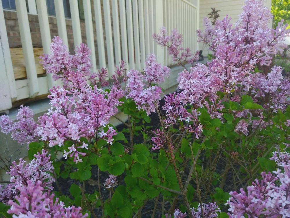 Photo of Lilacs (Syringa) uploaded by BPadilla