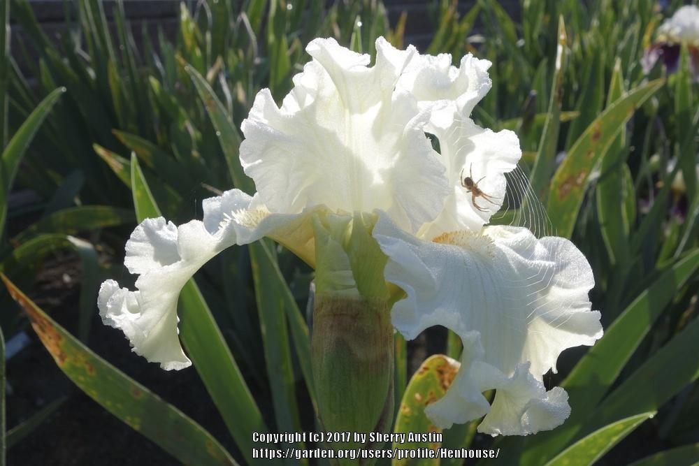 Photo of Tall Bearded Iris (Iris 'Boston Cream') uploaded by Henhouse
