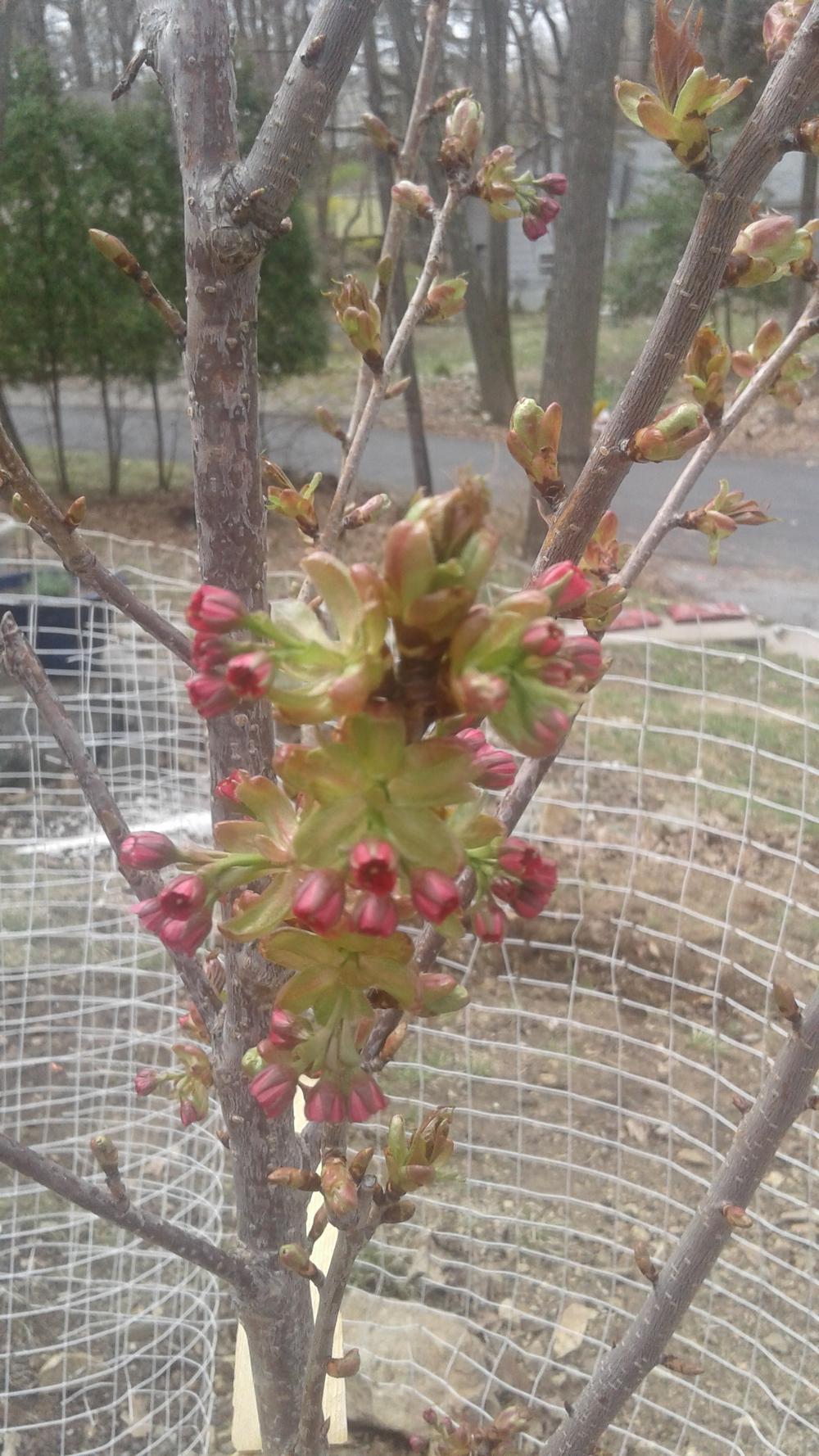 Photo of Japanese Flowering Cherry (Prunus serrulata 'Kanzan') uploaded by NikkiGerena