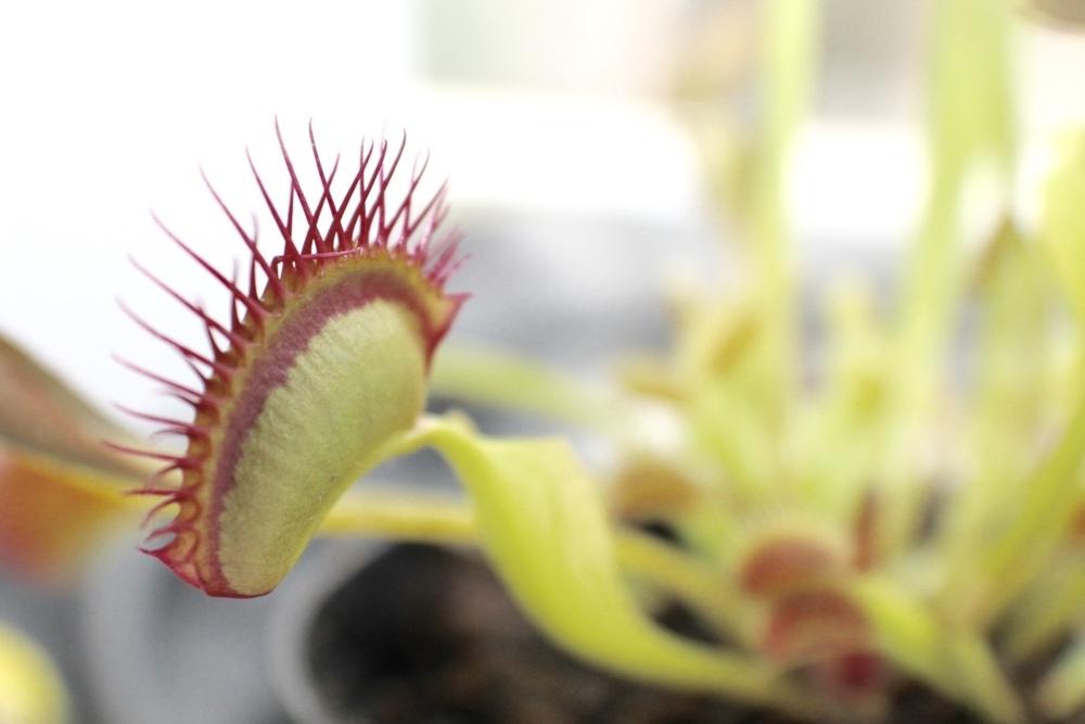 Photo of Venus Fly Trap (Dionaea muscipula) uploaded by NikkiGerena