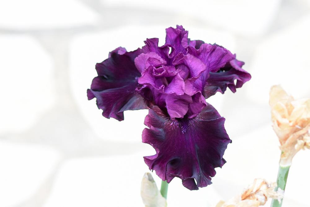 Photo of Tall Bearded Iris (Iris 'Purple Punch') uploaded by cliftoncat