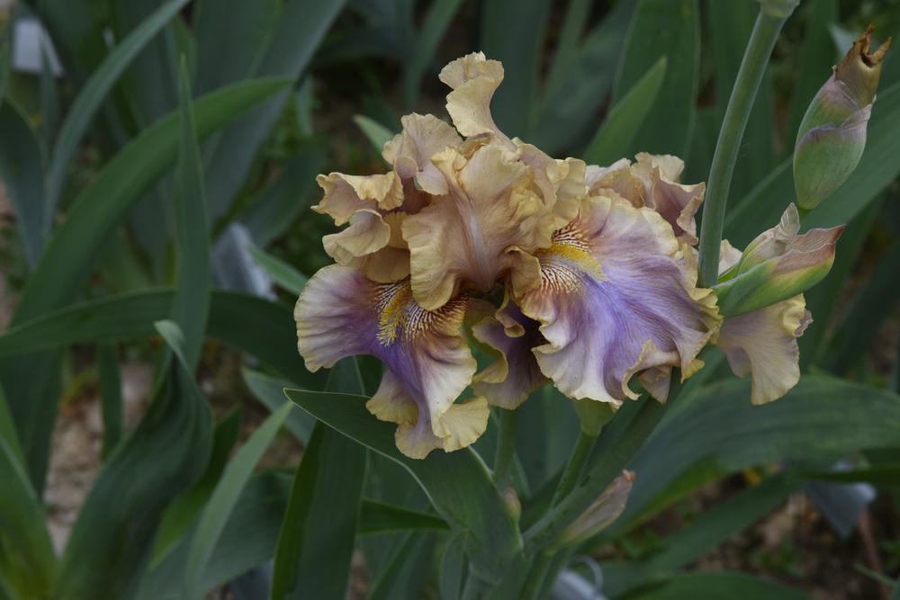 Photo of Tall Bearded Iris (Iris 'Jaźwin') uploaded by cliftoncat