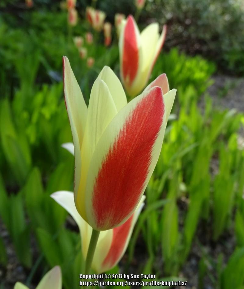 Photo of Lady Tulip (Tulipa clusiana 'Cynthia') uploaded by kniphofia