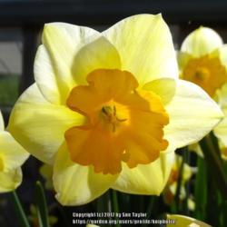 Location: RHS Harlow Carr, Yorkshire
Date: 2017-04-22