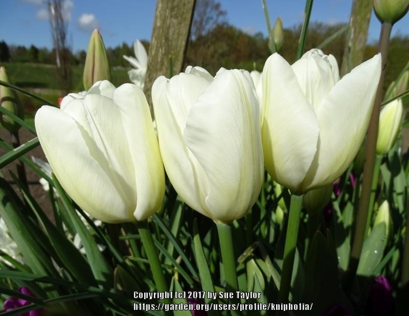 Photo of Darwin Hybrid Tulip (Tulipa 'Hakuun') uploaded by kniphofia