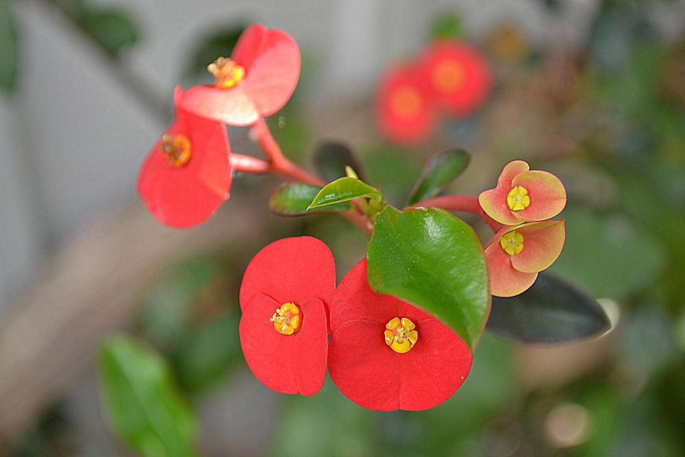Photo of Thornless Euphorbia (Euphorbia geroldii) uploaded by sunkissed