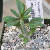 Newly acquired Pachypodium griquense, aka Pachypodiun succulentum