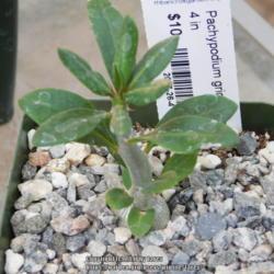 Location: At home - San Joaquin County, CA
Date: 2017-04-23 - Spring
Newly acquired Pachypodium griquense, aka Pachypodiun succulentum