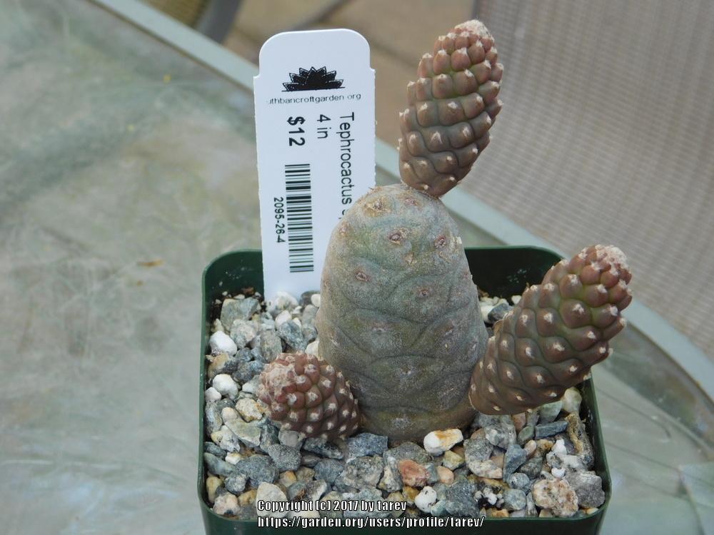 Photo of Papery Spine Cactus (Tephrocactus articulatus) uploaded by tarev