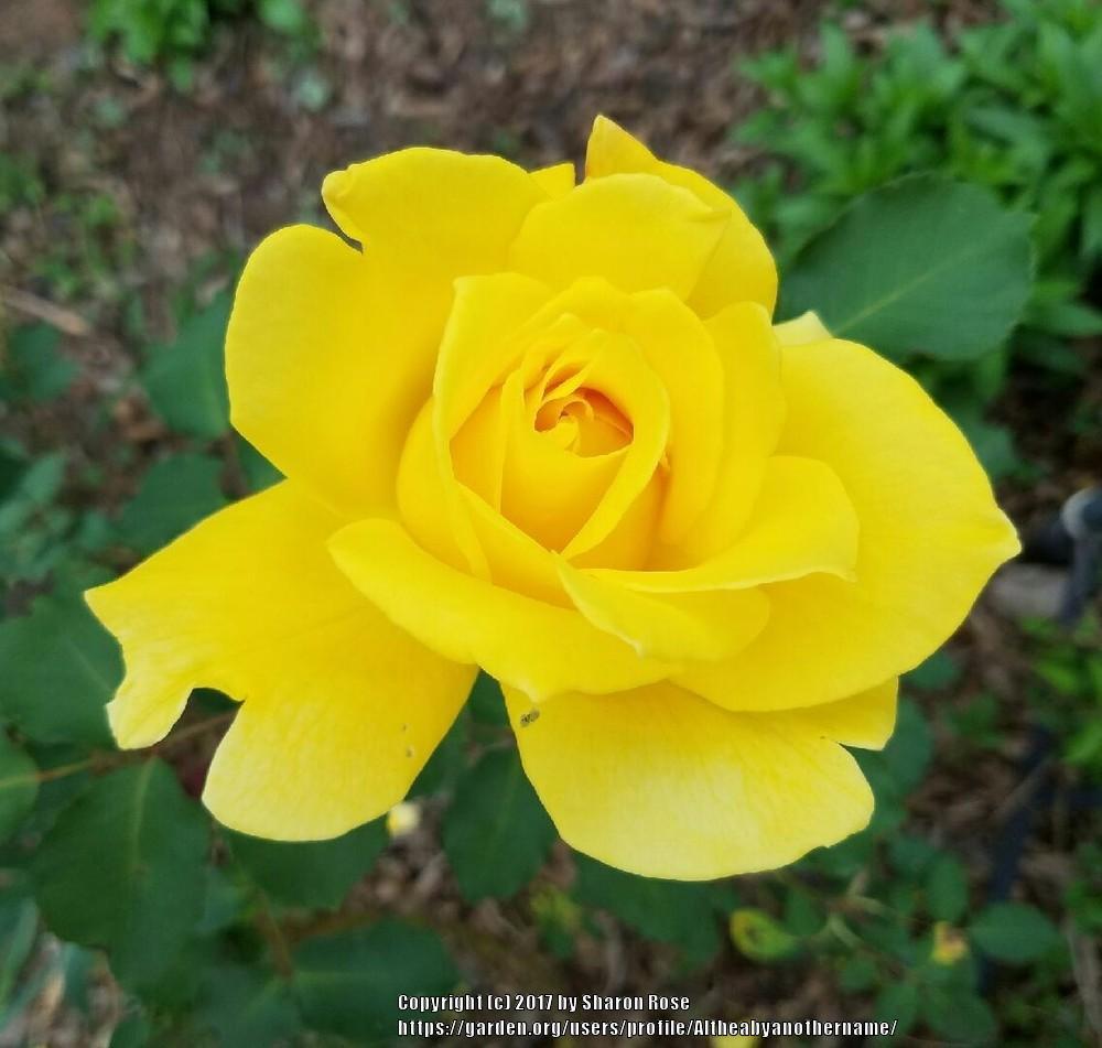 Photo of Rose (Rosa 'Summer Sunshine') uploaded by Altheabyanothername