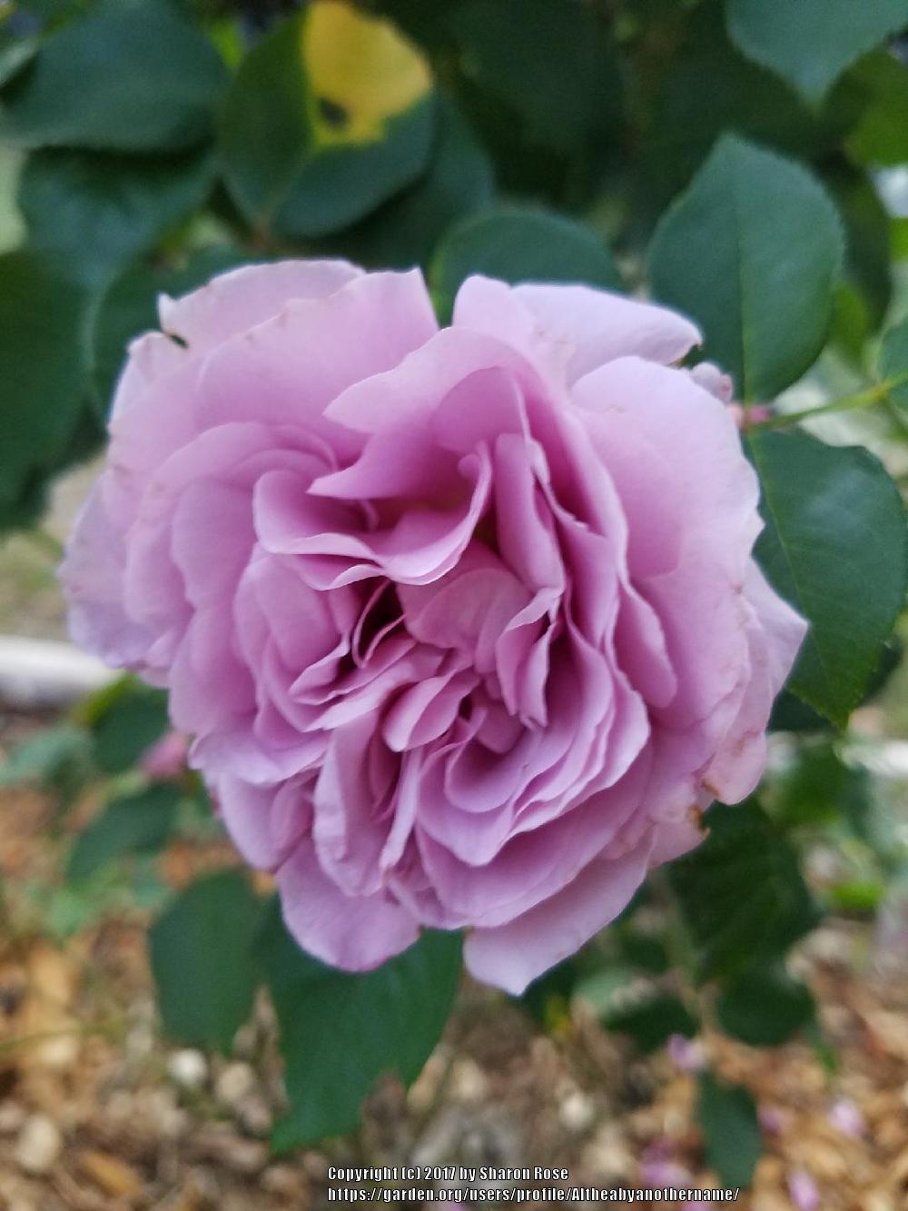 Photo of Rose (Rosa 'Love Song 2011') uploaded by Altheabyanothername