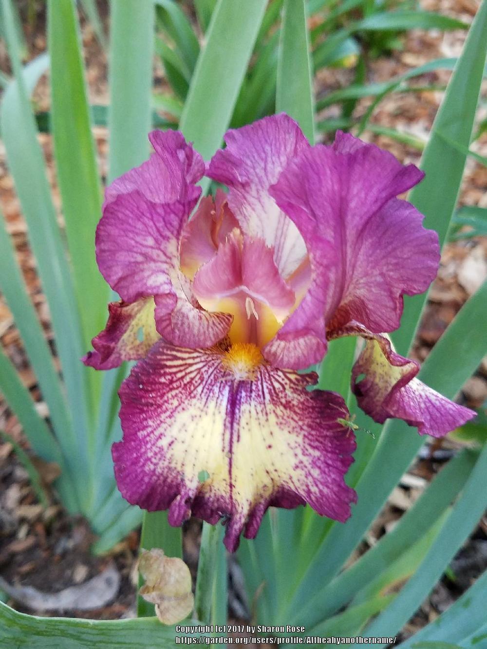 Photo of Tall Bearded Iris (Iris 'Rock Star') uploaded by Altheabyanothername