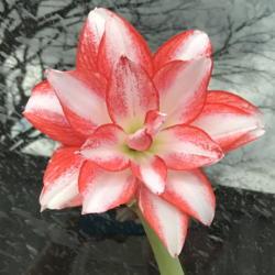 Location: mid-TN
Date: 03-24-17
bloom, outside