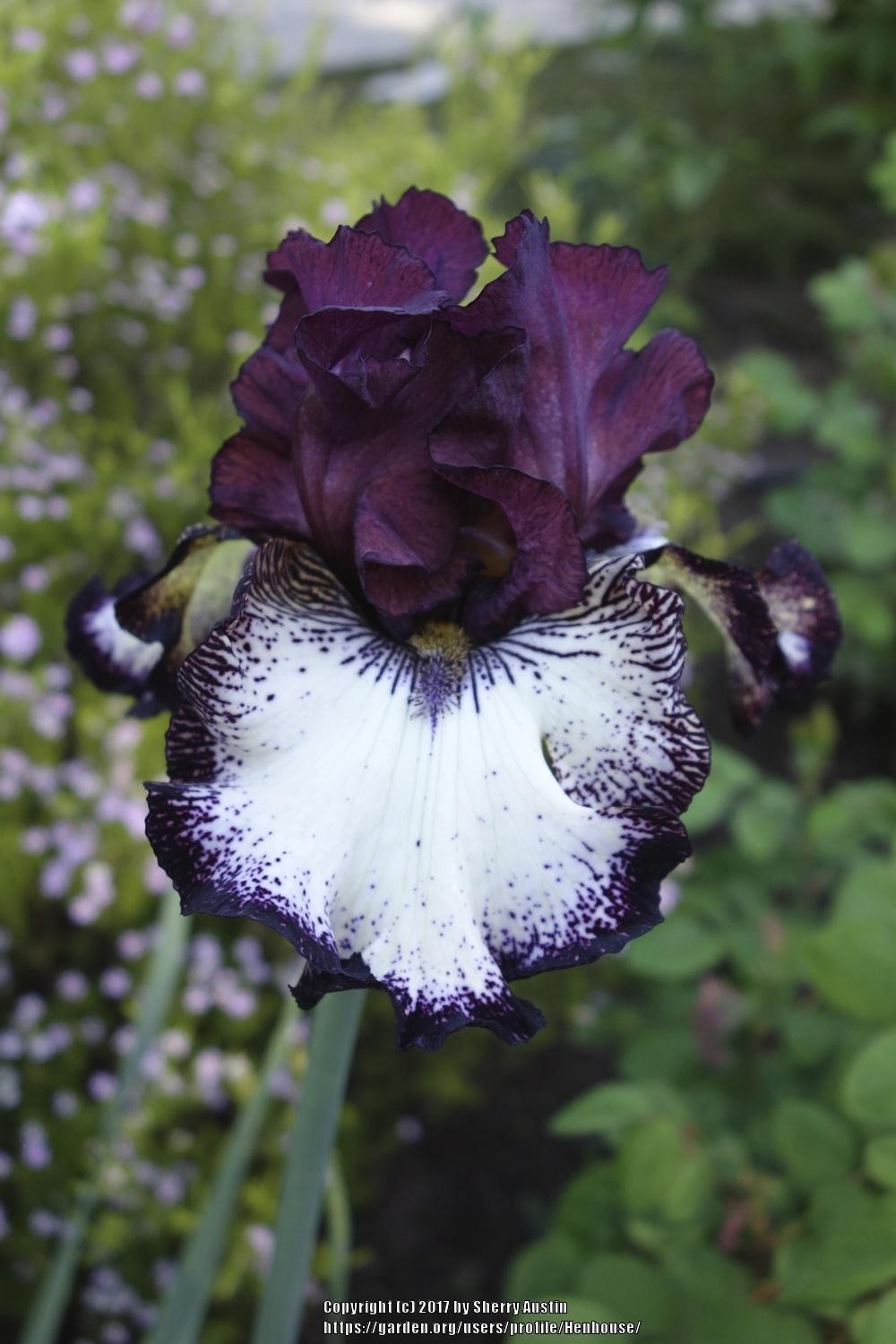 Photo of Tall Bearded Iris (Iris 'Ghirardelli Square') uploaded by Henhouse