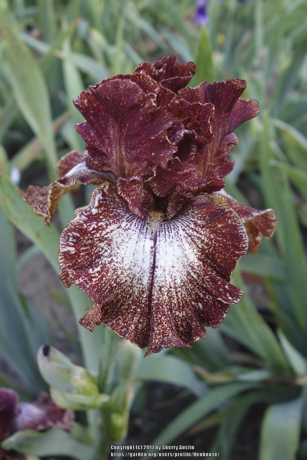 Photo of Tall Bearded Iris (Iris 'American Original') uploaded by Henhouse