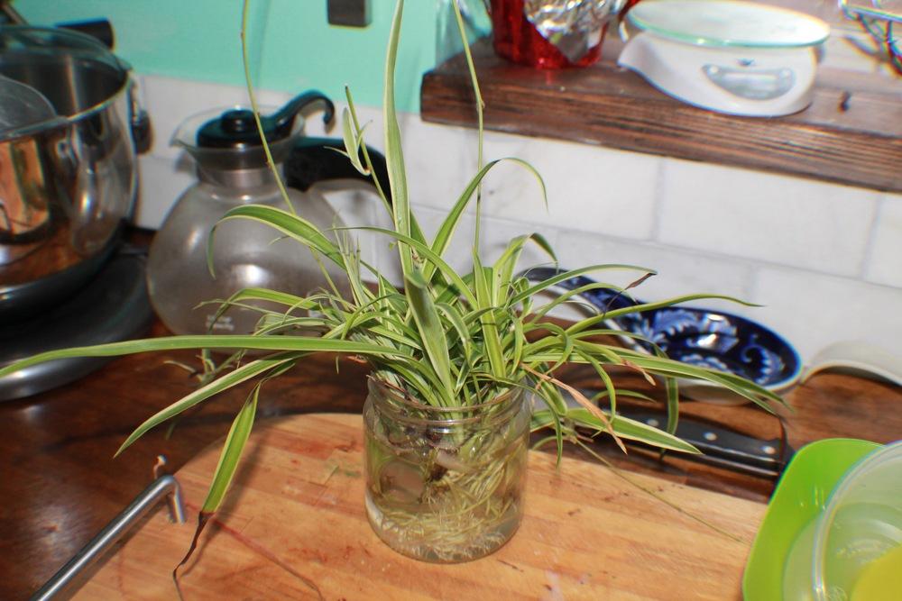 Photo of Spider Plant (Chlorophytum comosum) uploaded by NikkiGerena