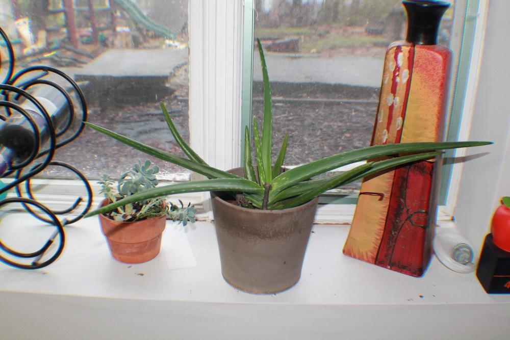 Photo of Aloe Vera (Aloe vera) uploaded by NikkiGerena