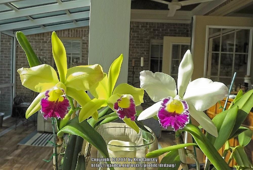 Photo of Corsage Orchid (Rhyncholaeliocattleya Greenwich  'Elmhurst') uploaded by drdawg