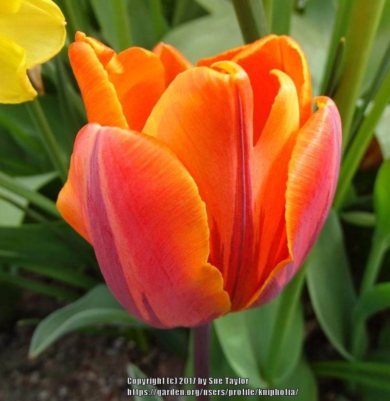 Photo of Triumph Tulip (Tulipa 'Prinses Irene') uploaded by kniphofia