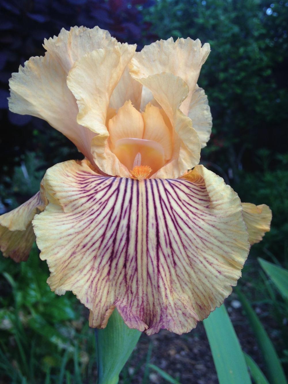 Photo of Tall Bearded Iris (Iris 'Teasing Tiger') uploaded by lilpod13