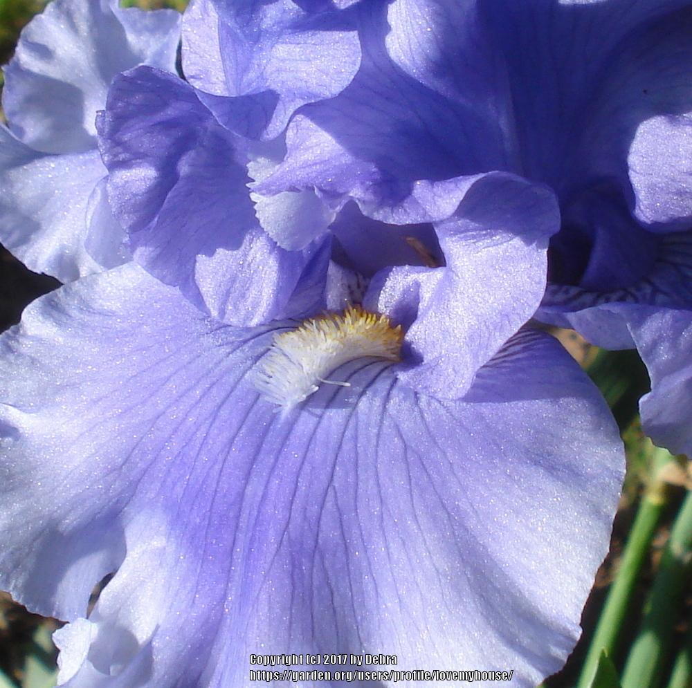 Photo of Tall Bearded Iris (Iris 'Raging Tide') uploaded by lovemyhouse