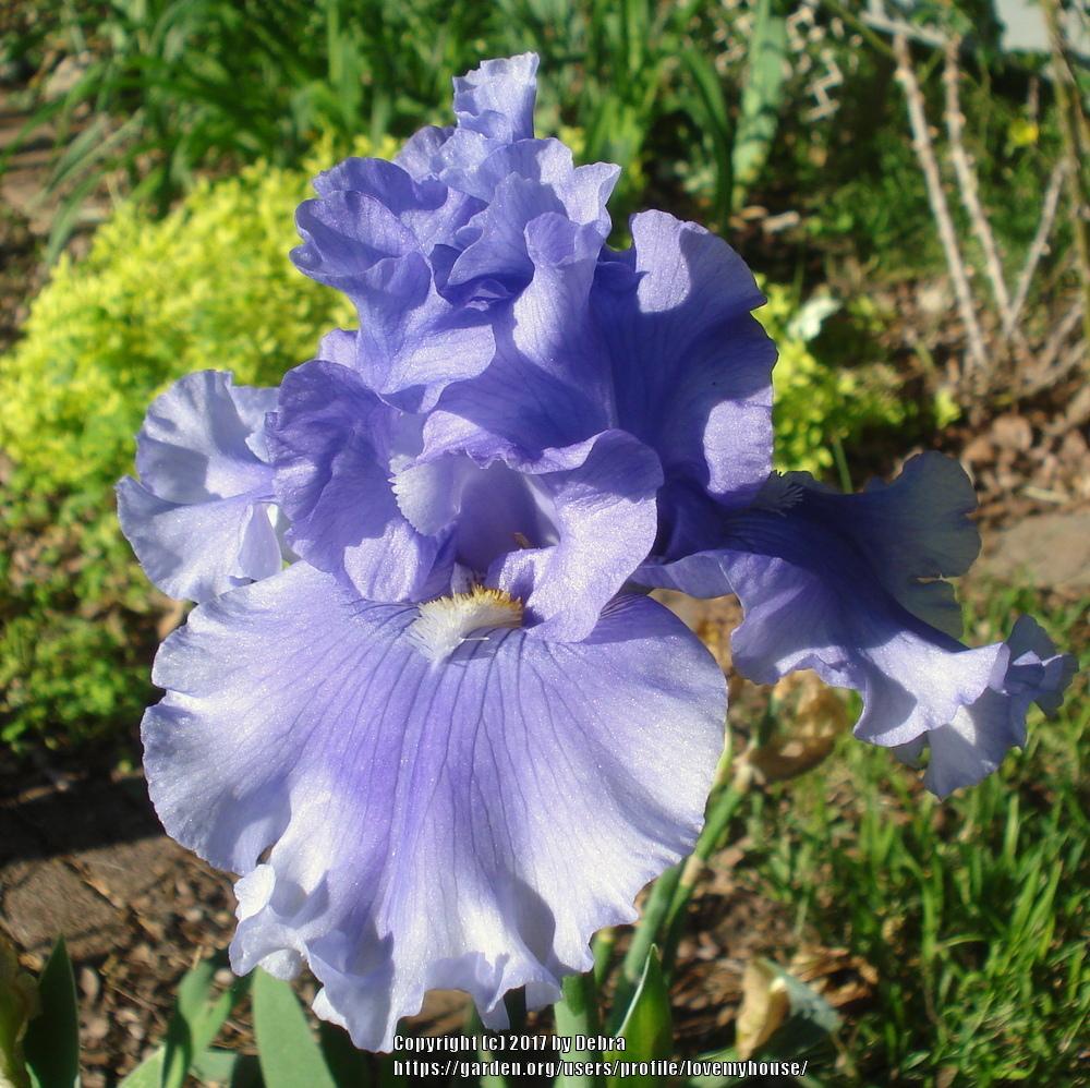 Photo of Tall Bearded Iris (Iris 'Raging Tide') uploaded by lovemyhouse