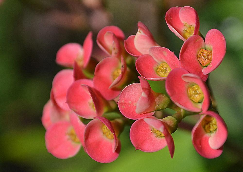 Photo of Crown of Thorns (Euphorbia milii) uploaded by sunkissed