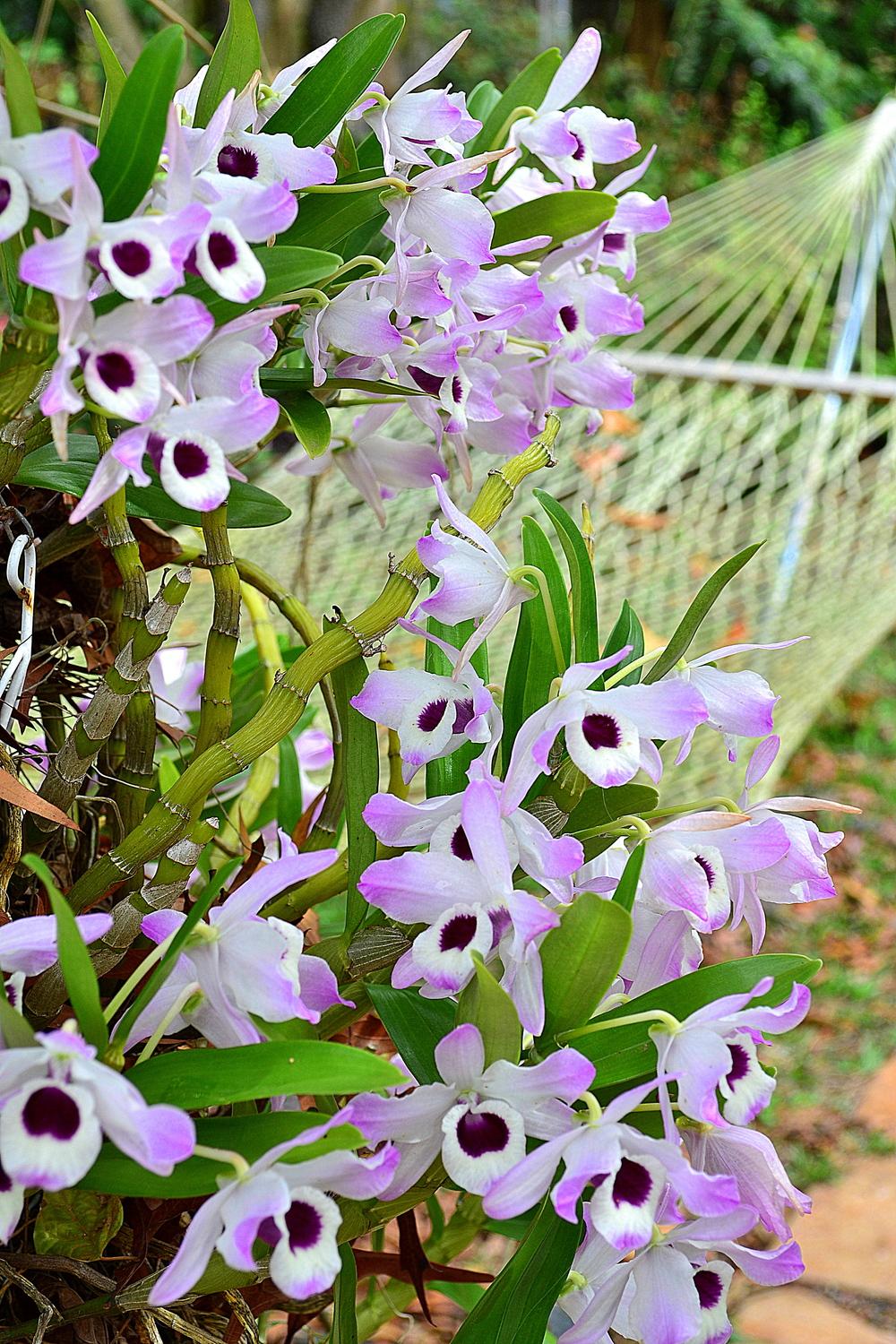 Photo of Orchid (Dendrobium nobile) uploaded by sunkissed