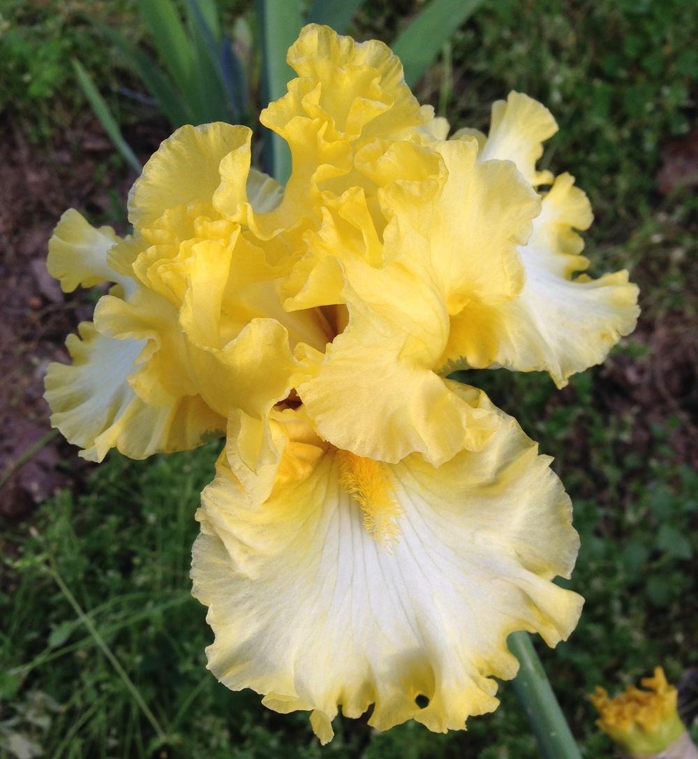 Photo of Tall Bearded Iris (Iris 'Beauty Becomes Her') uploaded by Dodecatheon3
