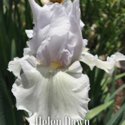 Location: Hillsborough, NC
Date: 2017-04-26
Tall Bearded Iris "Helen Dawn"