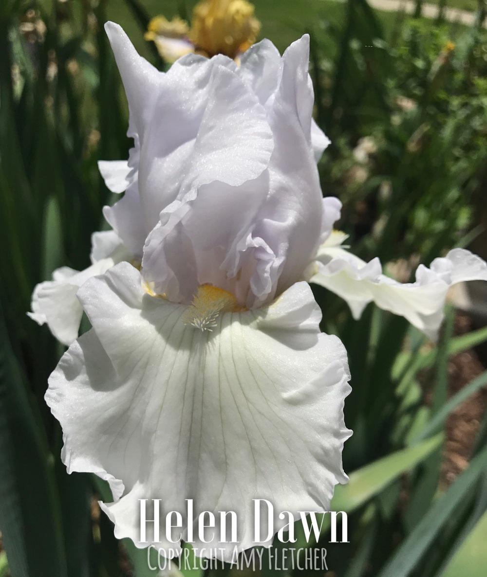Photo of Tall Bearded Iris (Iris 'Helen Dawn') uploaded by TheIrisLover