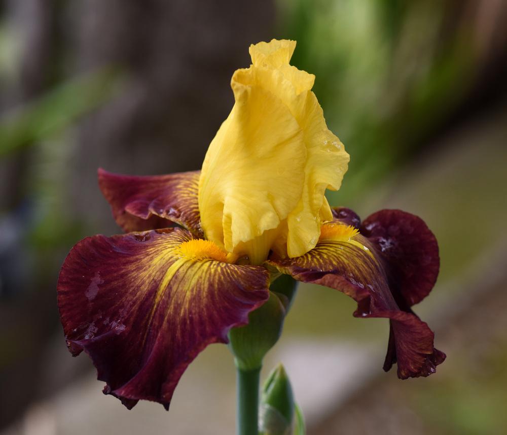 Photo of Tall Bearded Iris (Iris 'Hot Danish') uploaded by cliftoncat